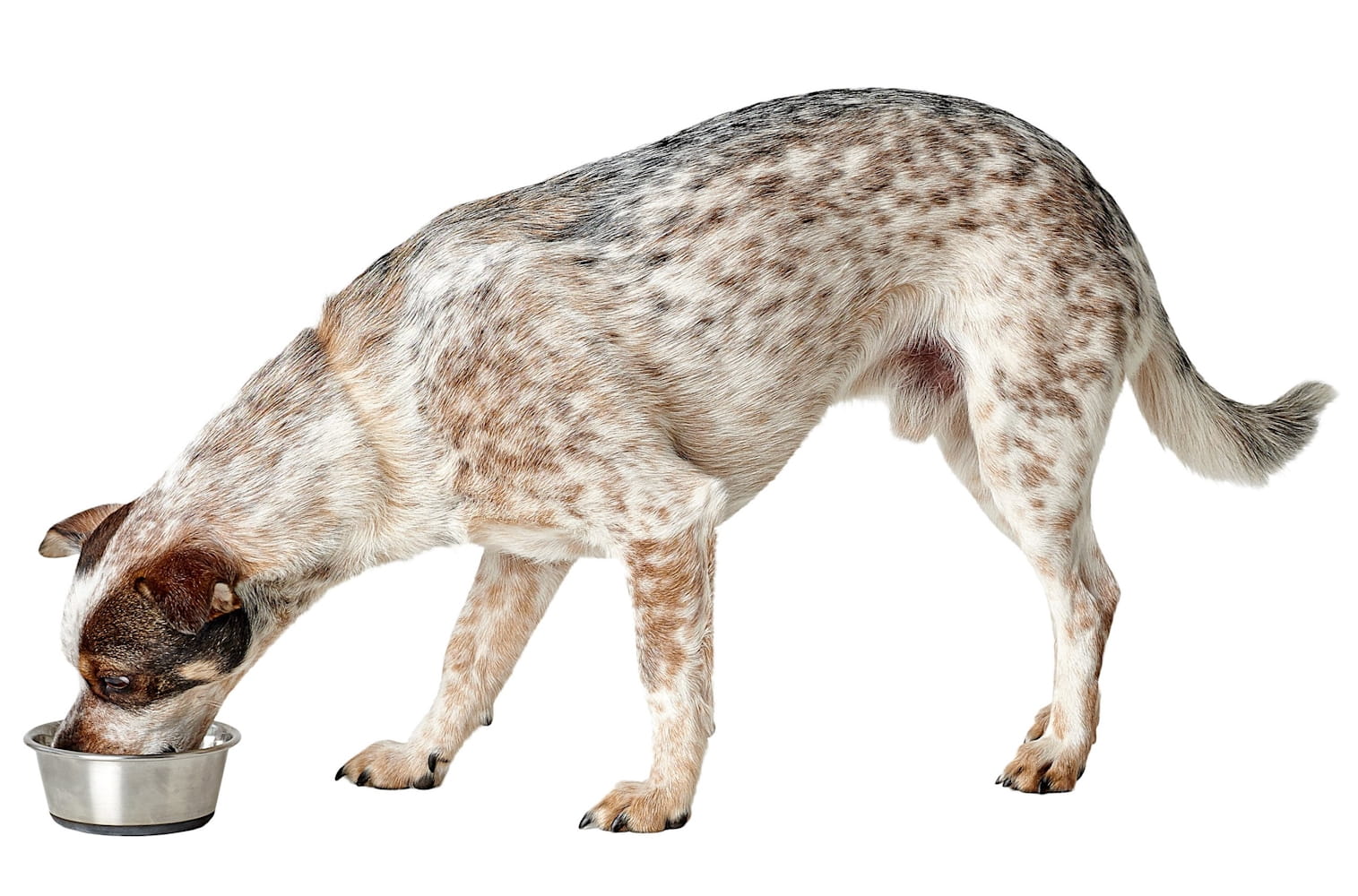 Hunter Futternapf aus Edelstahl