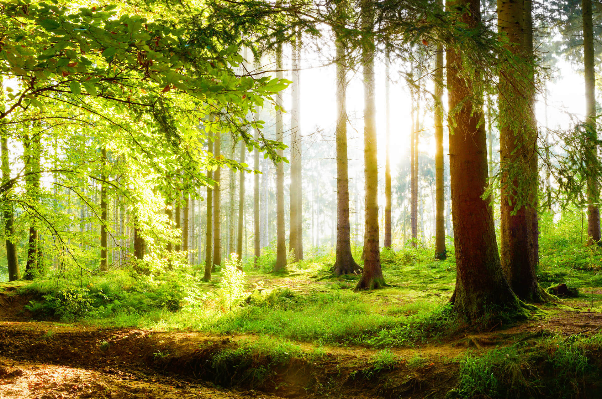 revierarbeiten-im-fruehling